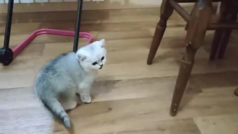 Kitten talking to owner