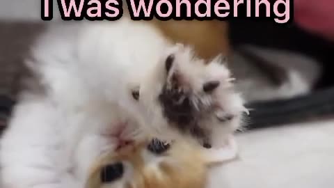 Funny Animals videos