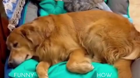 funny video cat and dog with child