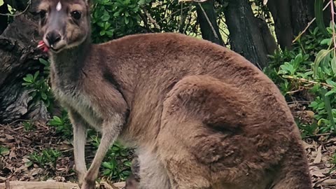 kangaroos and baby