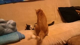 Cats playing with each other