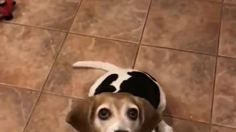Beagle Sucessfuly Catch’s Sandwich- Slow Motion