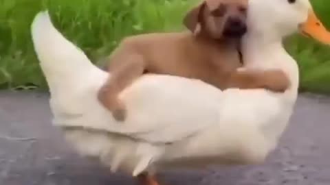 Animal love