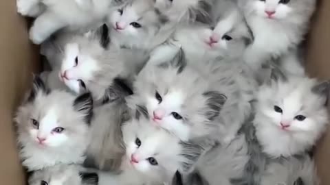 Cute cat video