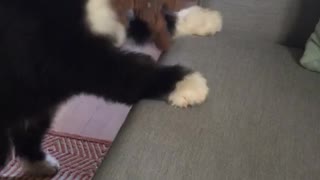 Dog with white fur on head and black fur on body struggles to get on couch