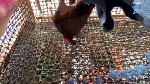 Injuries flying-fox in care this is Mrs Zeus over the first 24 hours.mp4