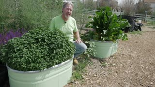 How to Grow Mint