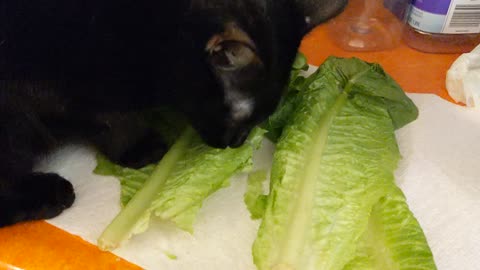 Black cat eats romaine lettuce