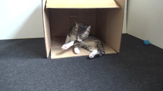 Small Cat Hides In a Box and Washes His Paws