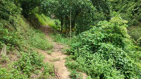 Take a walk in the mountains after the rain, the air is very fresh