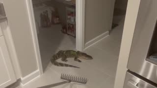 Alligator Uses Doggy Door to Enter Home