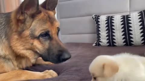 German Shepherd Meets To Puppies First Time|So Cute Little Puppies.