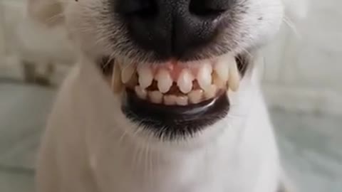 Funny Laughing Dog With Fake Teeth