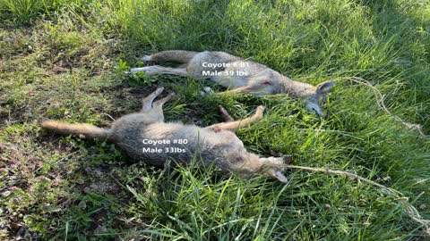 Ohio Coyote Thermal Kill #80 and 81