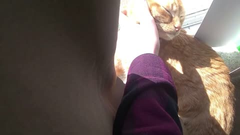 Cat Sunbathing and Enjoying Some of Loves