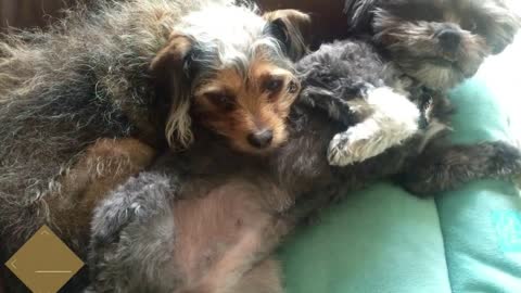 Incredible Shelter Dog and amazing transformation - Under the Mound of Fur