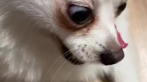 Cute dogs funny videos wait for End