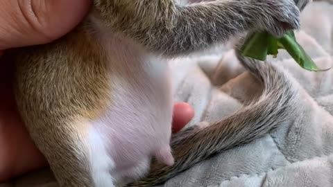 Squirrel enjoying his nibbles of green collardsbles