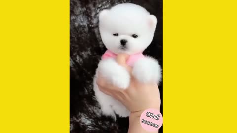 Cute little white dog