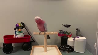 The parrot dances upon hearing the song