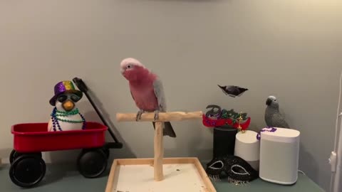 The parrot dances upon hearing the song