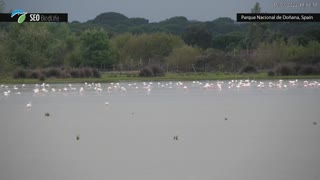 Marsh of the Doñana National Park, Andalusia; Spain