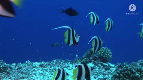 of Beautiful Coral Reef Fish, Relaxing Ocean Fish, & Stunning Aquarium Relax Music