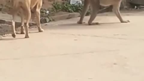 New Viral funny video monkey and dog😂