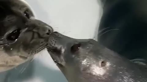 What beautiful eyes of this couple of seals