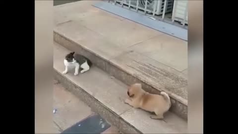 Funny cats are fighting 😂
