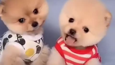 Two Adorable Dogs: Are They the Cutest? 🐶😍