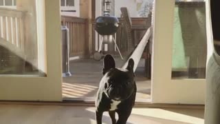 Black french bulldog runs through screen door