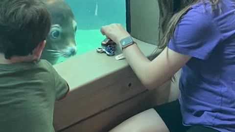 Sea Lion Fascinated By Toy Car