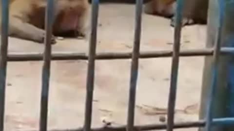 Monkey in zoo.