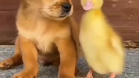 Cute dog 🐕 with hen 🐥 baby emotion