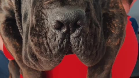 Cane Corso puppy growth 10 weeks verses 17 months