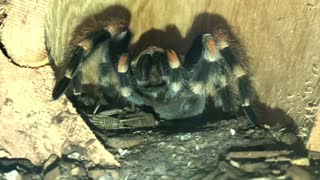 Tarantula Grooming Herself