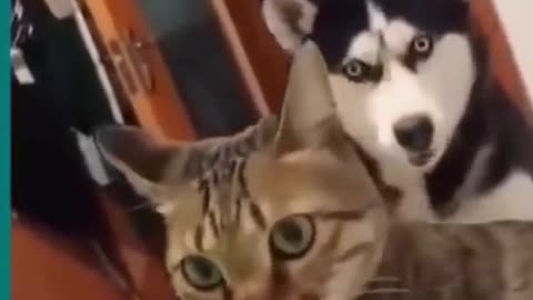 dogs and cats funny compilation