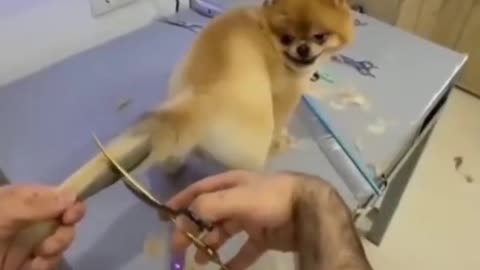 New style dog tail hair cutting