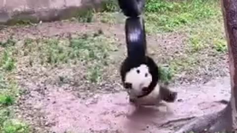 Pandas have a swinging good time