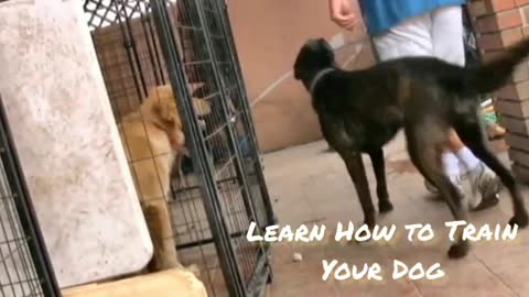 Learn How To Train Your Dog....