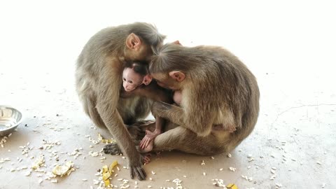 Cute baby monkey do with poor baby, real life of wildlife monkey video
