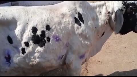 LUMPY DISEASE INFECTED ANIMALS IN PAKISTAN