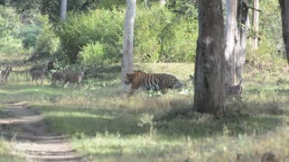 Huge Tiger Strolls Through Herd of Spotted Deer