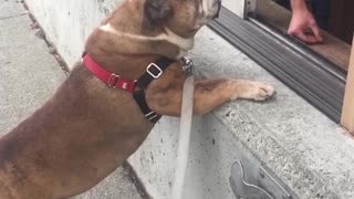 Pitbull stands up on window ledge to get treat