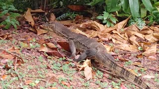 Komodo Dragon on the beach