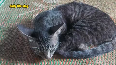 cute sleeping cat | daily life vlog