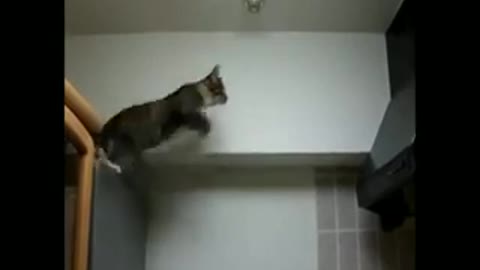 2 minutes of cats and kittens jumping and failing - STV