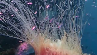 A Mesmerizing Lion's Mane Jellyfish