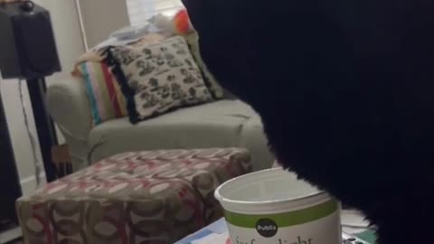 Adopting a Cat from a Shelter Vlog - Precious Piper Looks Cute Eating from Yogurt Container